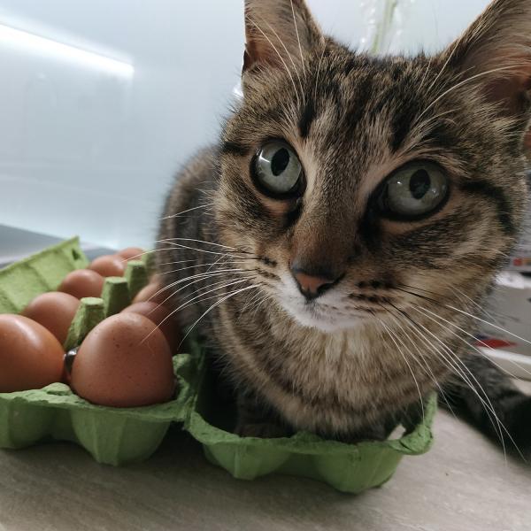 Katze Pequena sitz in einem Eierkarton
