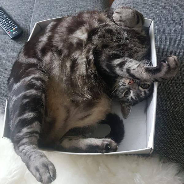 Katze Boomer liegt in einer Schachtel